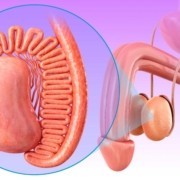 Penisin Yapısı, Anatomisi ve Penis Çeşitleri Nelerdir ?