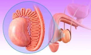 Penisin Yapısı, Anatomisi ve Penis Çeşitleri Nelerdir ?