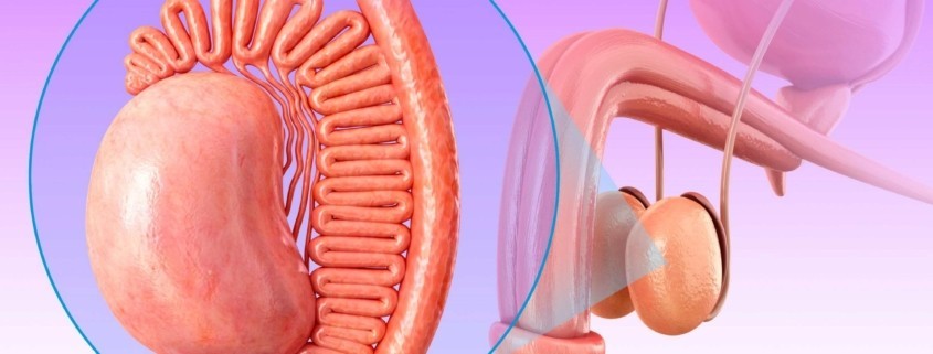 Penisin Yapısı, Anatomisi ve Penis Çeşitleri Nelerdir ?