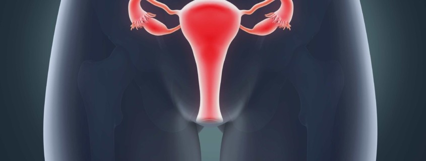 Kadınlarda Genital Organların Anatomik Yapısı